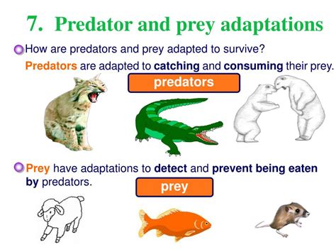 PREDATOR Meaning in Tagalog .